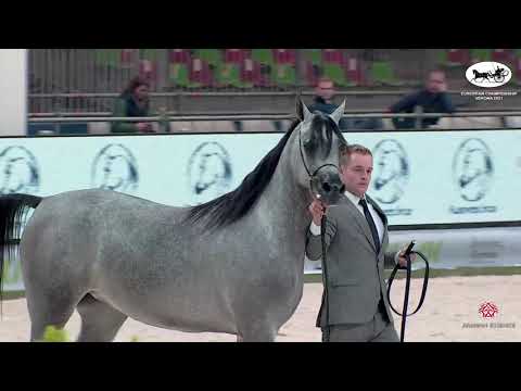 N 17 MELAROSA GA   European Championship 2021   VERONA   Fillies 2 Years Old Class 4