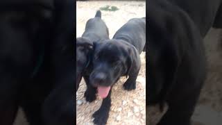 Video preview image #2 Cane Corso Puppy For Sale in IMPERIAL, MO, USA