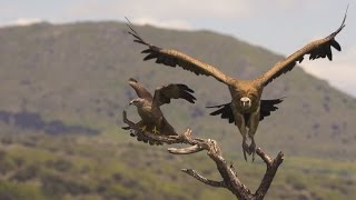 Espectacular Buitre leonado (Gyps fulvus) aterrizando