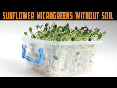 How to Grow Sunflower Microgreens Without Soil - The Easiest Way to Grow Sunflower Microgreens