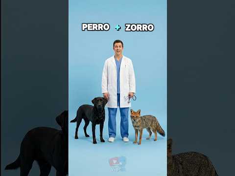✅Que pasa si PERRO se cruza con un ZORRO de las pampas??🐕🦊  #cruza #perros #zorro #dogxim #shorts