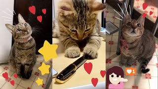 愛猫と親バカとの出会い