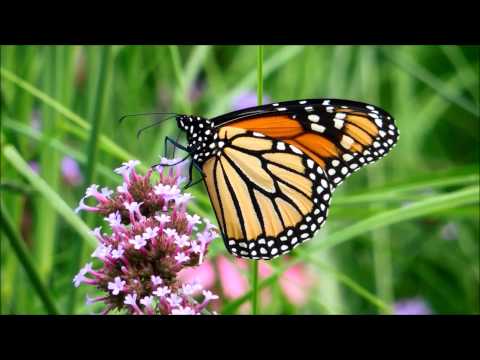 Synthesize all data related to flowers montreal quebec at