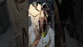 Download lagu SUARA ASELI BELALANG KECEK, WALANG KERIK...VIDEO REAL mp3