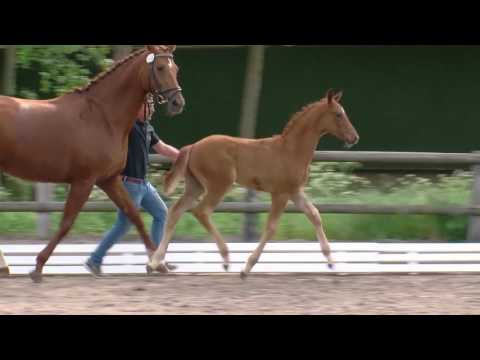 Kl Piening, v. Feinrich-Farewell-Donnerhall