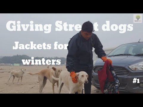 Giving Dog Jackets to stray dogs for winters | Satvik Seva Foundation