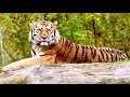 Why Tigers Are Called The Future King Of Jungle CC With Subtitles WILDLIFE I FAIR SQUARE CHANNEL