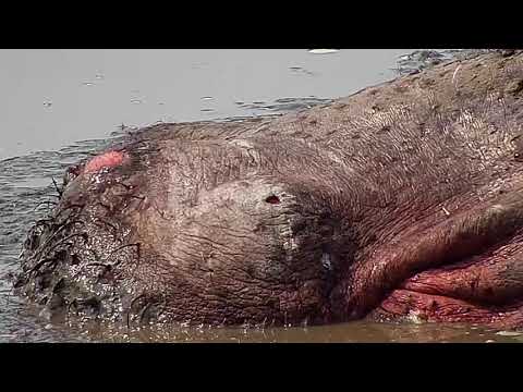 Djuma: Hippo - 13:40 - 10/24/19