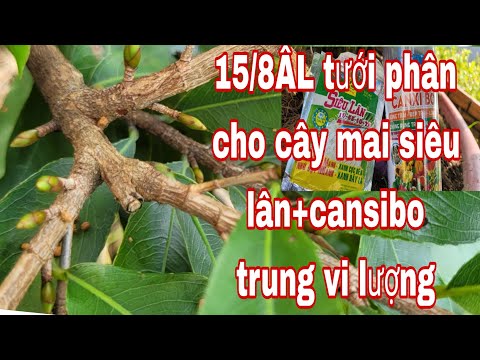 15/8ÂL tưới phân cho cây mai +siêulân+cansibo trung vi lượng