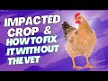Impacted Chicken Crop and How to fix it WITHOUT a Vet