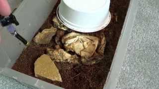 Isopod Breeding Update Gecko Guy-