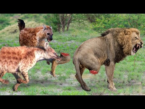 OMG! The Lion's Leg Was Bitten Off By Hyena During A Fierce Confrontation Over Food - Lion Vs Hyenas