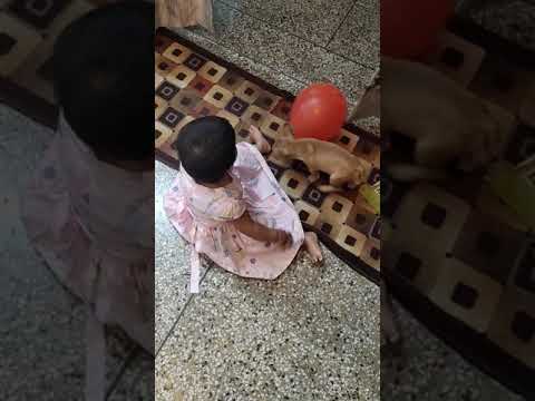 French Bulldog Puppy: Navya's birthday gift