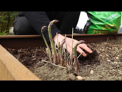 Frede fra Udkansk: Sådan dyrker du asparges i højbed