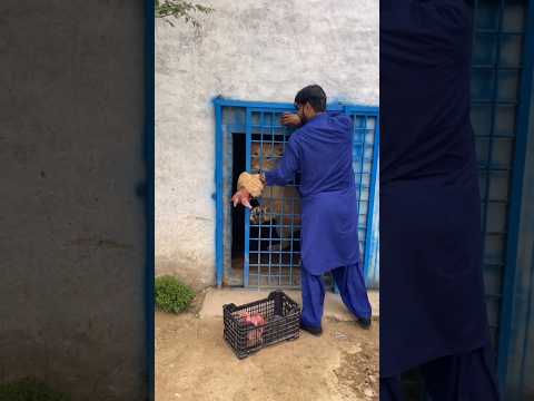 Do not feed the lion।#shorts