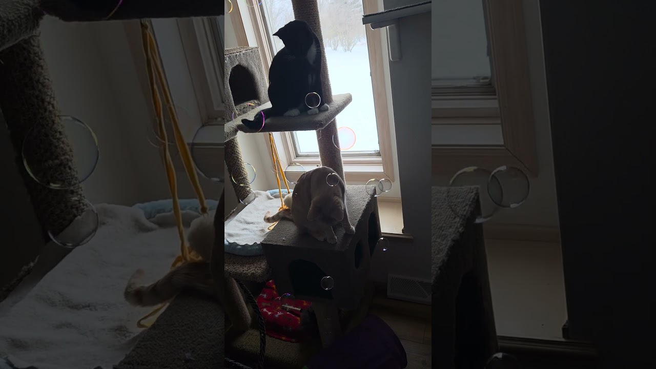 CADE & GAVIN, a ADOPTABLE Domestic Short Hair in Campbellsport, WI video 5/6