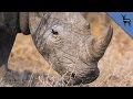 The End of The White Rhino