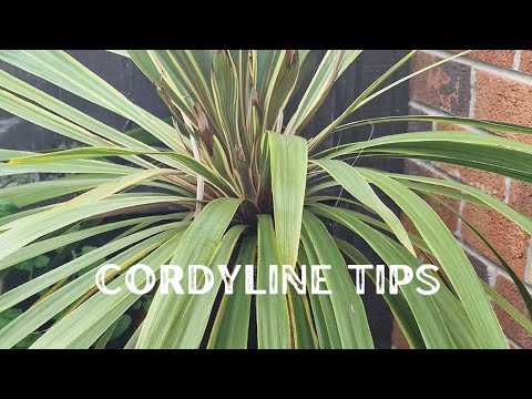 Cordyline Care: How to Trim Old Leaves