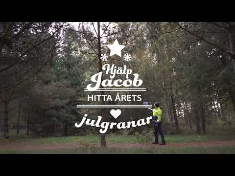 Växer Kalmars julgran hos dig? - Vi söker granar till stadens torg