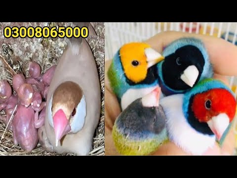 The Smallest Parrot you have ever seen - Tiny egg rescue