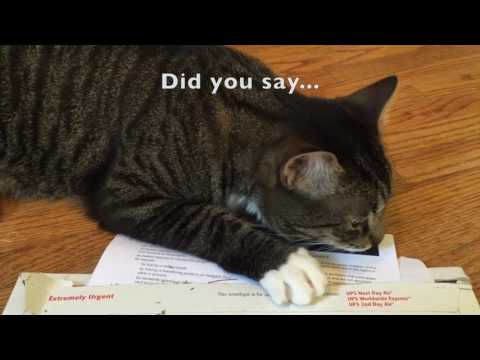 Cat opens up Chase Sapphire Reserve credit card!