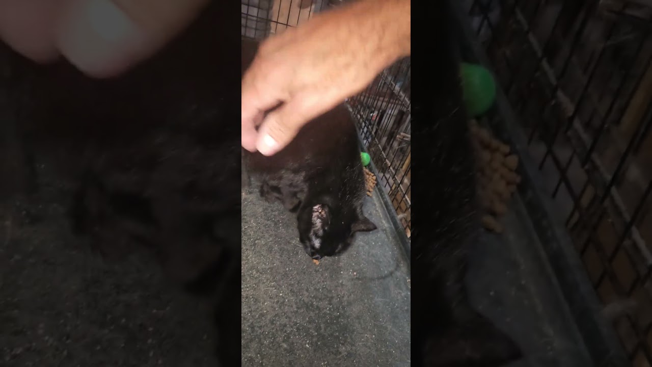 Enlarge ONYX, a Adoptable Domestic Short Hair in Brooklyn, NY video 3/3