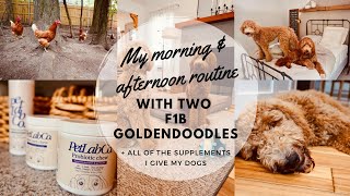 MORNING & AFTERNOON ROUTINE WITH TWO GOLDENDOODLES