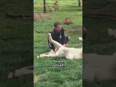 Heroic Tiger Saves Man From Leopard Attack  🥲❤️ #shorts #save