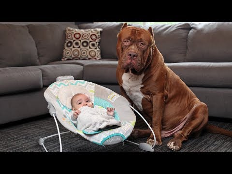 סרטון מקסים של כלבים וילדים קטנים שנפגשים לראשונה