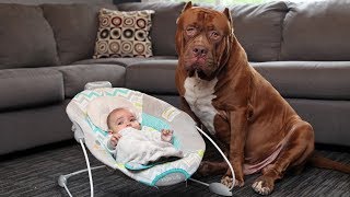 Amazing Dogs Meet Newborn Babies First Time | Dog Love Baby Video Compilation