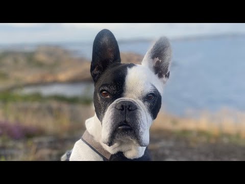 Hajoken - Bono (Video)