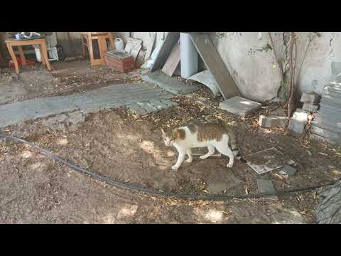 #cute #cats #fighting #kadali #srinivas #channel #subscribe #like