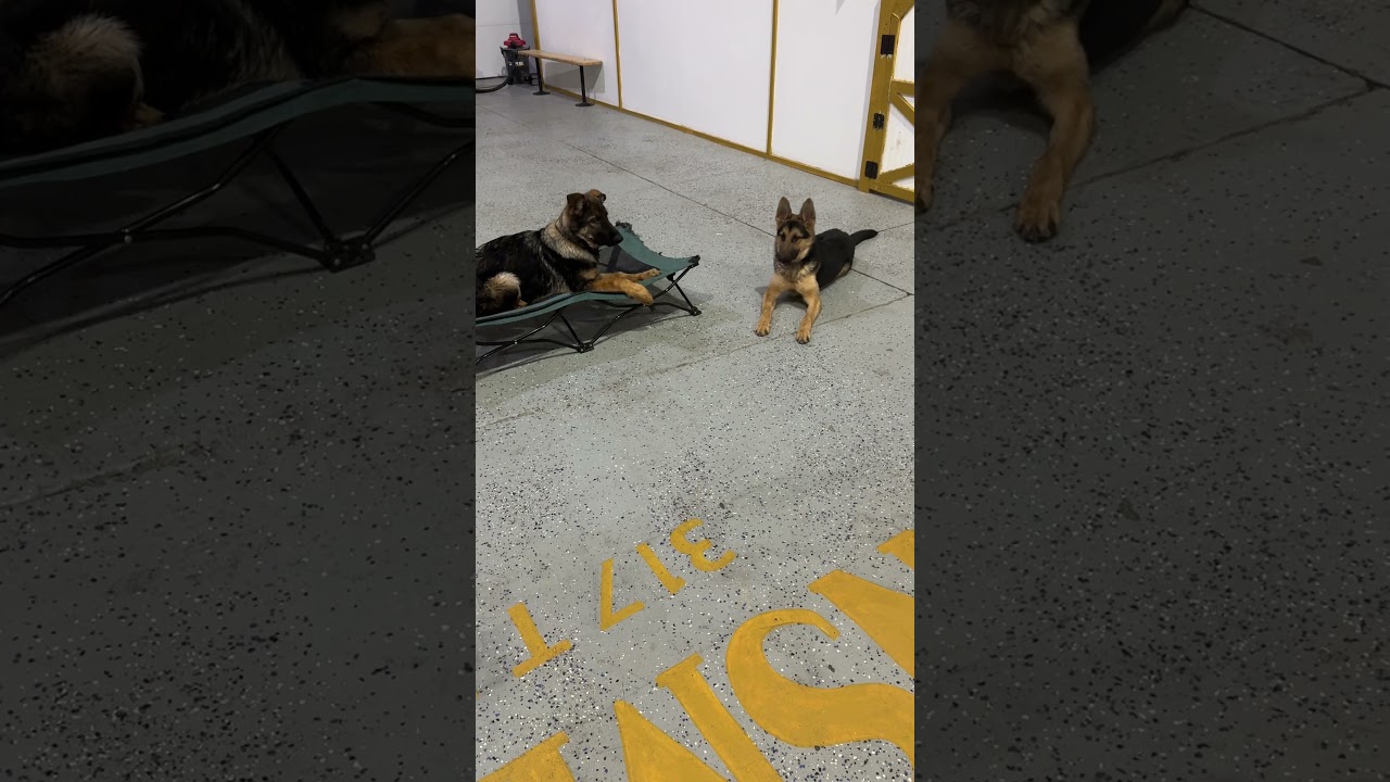 Carmel puppy training with early obedience foundation