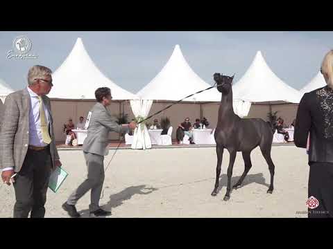 N.44 KAPITANO AF - European Championship 2020 - Prague - Yearling Colts (Class 4B)