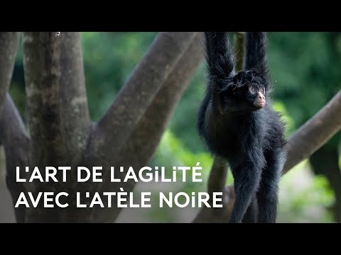 Le singe-araignée, un véritable Spiderman !