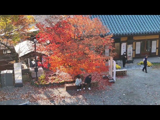 도리사 가을풍경 2025