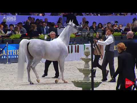 N.61 EKS SHAKIRA - Paris 2017 - Senior Mares (Class CM3B)