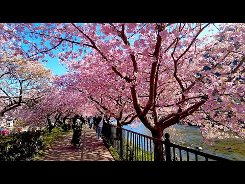 [4K] Sakura Walk - First Cherry Blossom of 2022 - Kawazu, Izu Peninsula