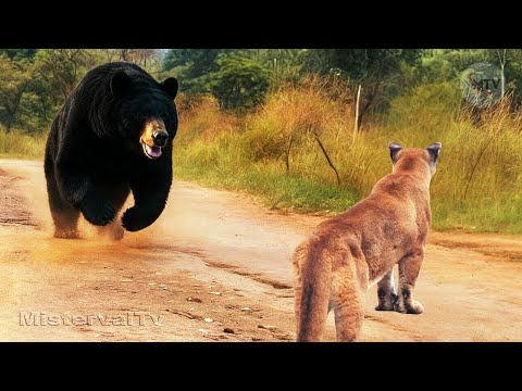 Bear vs Cougar: An Unexpected Battle Over Deer Carcass!