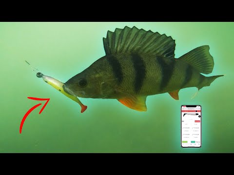 Trying out MY FIRST COLOUR DESIGN (For Big Perch)