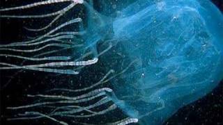 DEADLY ANIMALS- SCARED WEIRD LITTLE GUYS