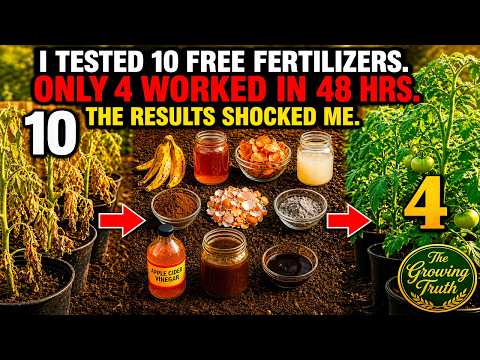 Why Most Free Fertilizers Are Too Slow to Save a Dying Tomato — The 4 That Actually Work Fast