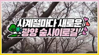 광양 숲사이로길 걷기