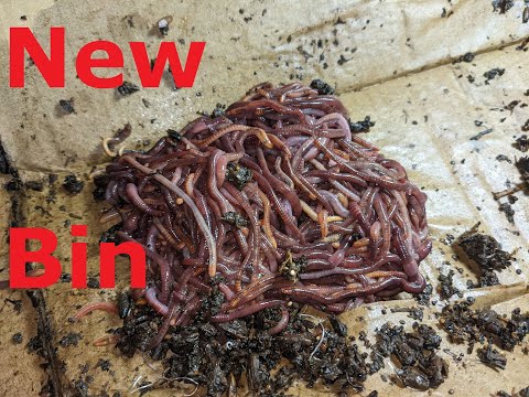 Starting a new red wiggler worm bin
