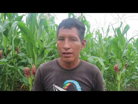 #TuMuniTeInforma 🔴📢// PROYECTOS PRODUCTIVOS IMPULSAN LA ECONOMÍA EN DATEM DEL MARAÑÓN