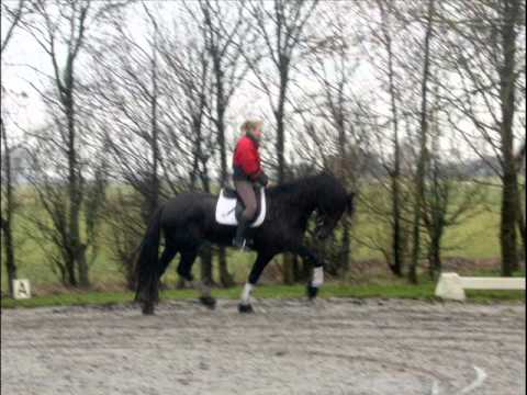 Stal Okkema's Riemke v.Jilles (Sold)