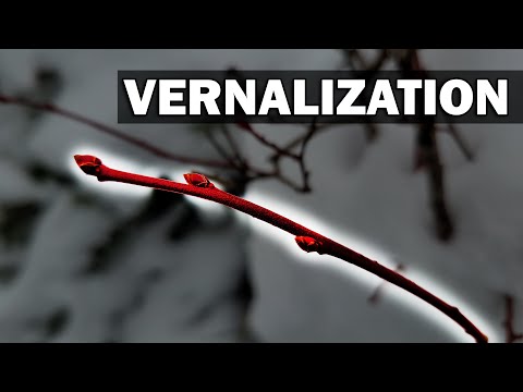 Strawberry Plant Revival Make More And More Strawberry Plants