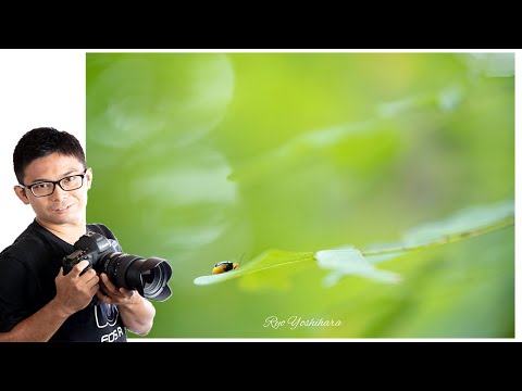 マクログロッシーナ科 (鱗翅目) - 定義