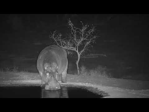 Djuma: Lone Hippo arrives - 18:30 - 11/04/19