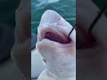 Always Catching Dogfish Lesser Spotted Cat Shark